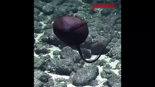 Görenleri hayrete düşüren yaratık! Ağzını vücudundan katbekat fazla açıyor