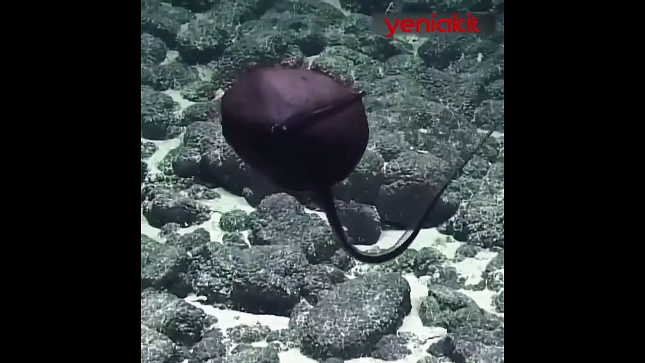 Görenleri hayrete düşüren yaratık! Ağzını vücudundan katbekat fazla açıyor