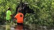 Cow that was saved from a tree during Ida reunited with family