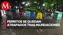 Cinco perritos esperan ser rescatados en Tula tras inundaciones