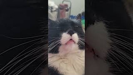 Cat Reaches New Level of Chill