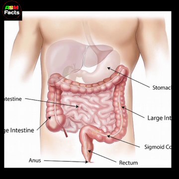 Facts about humans body | Amazing facts about humans stomach || asm facts