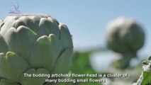 Flowers of Middle-earth Artichokes Farm and Harvest - Artichokes Cultivation Technology