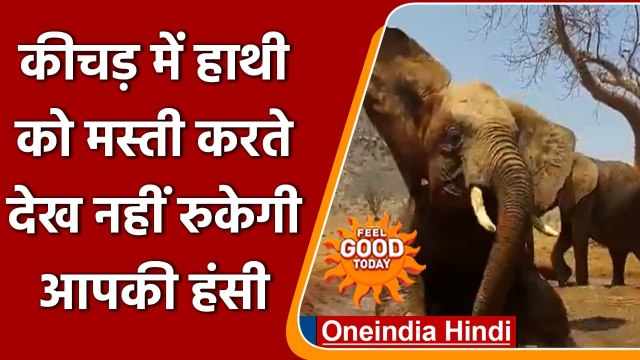Elephant ने pedling Pool में की खूब मस्ती, वायरल हुआ वीडियो | वनइंडिया हिंदी