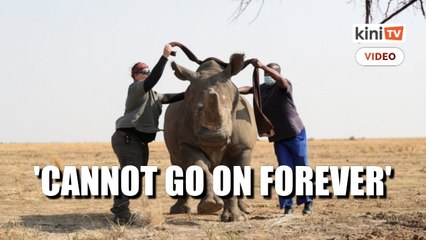 South African rhino ranch keeps poachers away, but at a cost