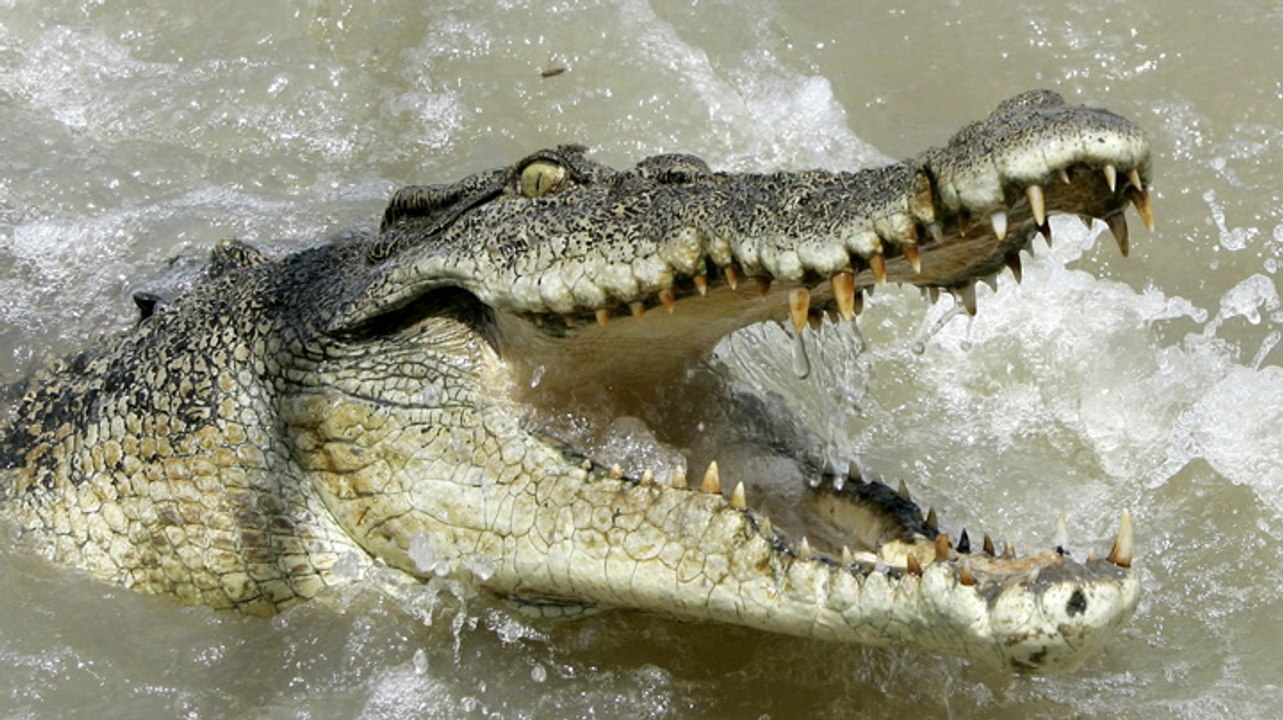 Where the 11 deadliest animals in the US live