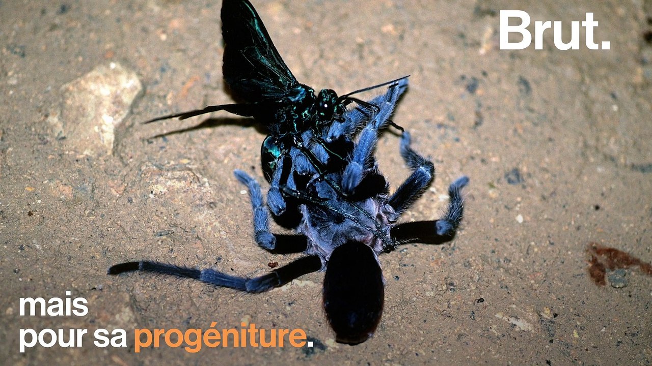 Cette guêpe est une tueuse d'araignées