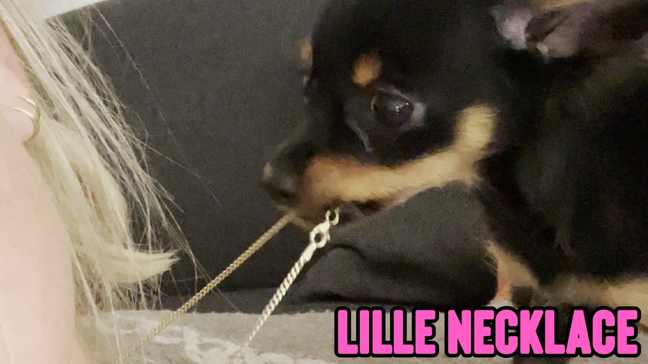 'This Cute Russian Toy Puppy Has a Strict 'NO NECKLACE' Rule for her Loved Ones '