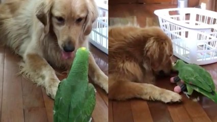 'Golden Retriever Defends its Favorite Toy from Parrot | Opus vs. Bamboo'