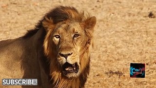 शेर के बारे में कुछ रोचक तथ्य जो आप नहीं जानते होंगे