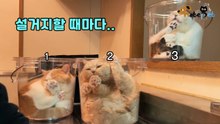 집사가 설거지할 때마다 벌어지는 일 '늘어나는 액체냥'