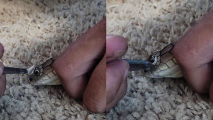 'King Cobra Retains Eye Caps After Incomplete Shedding *6 Million+ Views*'
