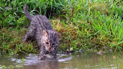 Felinos - Episodio 2
