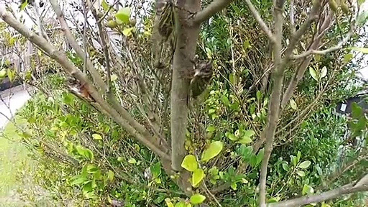 Tsuku Tsuku Boshi Birdie Birdie in Japan!!