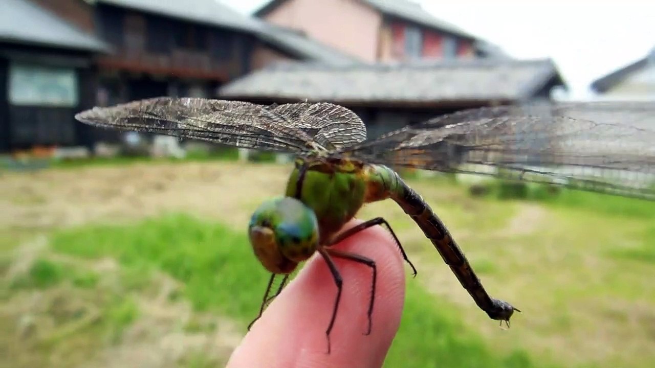 Dragonfly Close Encounter in Japan