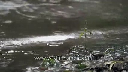 A study of rain in slow motion, using high frame rate videography