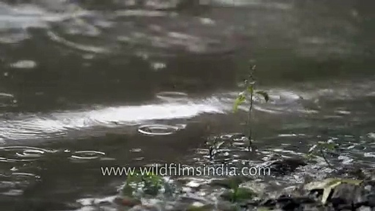 A study of rain in slow motion, using high frame rate videography