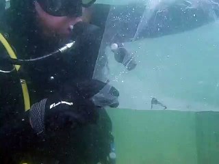 cavalos marinhos bebés, Austrália,