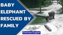 Baby elephant rescued from drowning by family, Watch viral video | Oneindia News