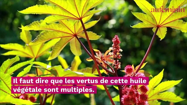 Soin des lèvres, acné… Les vertus de l’huile de ricin sur le visage