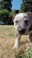 Baby Dogs Sweet Puppies Videos Compilation #Shorts