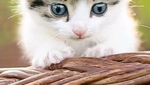 Baby Cats - Sweet Kitten Cat Videos #Shorts