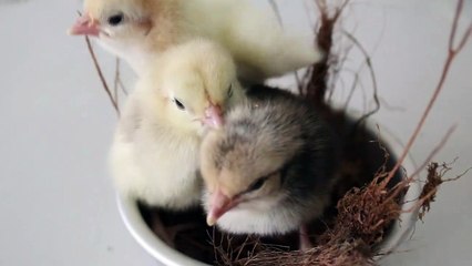 Cute birds babies........................