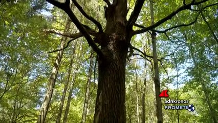Transizione green, imprese e giovani in prima linea