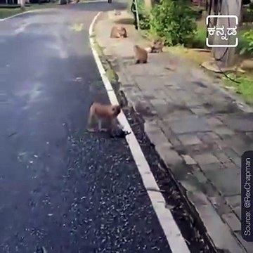 Monkey Becomes Metaphor; Grabs A Mask And Tries Hard To Wear It.