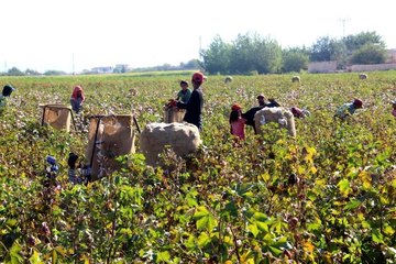 Şanlıurfa'da 'beyaz altın' hasadı başladı