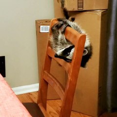 Raccoon Trapeze Artist Performs Routine on Chair Apparatus