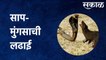 Snake-Mongoose Fight Viral Video :  साप-मुंगसाची ही लढाई पाहिलीत का ? Maharashtra | Sakal Media |