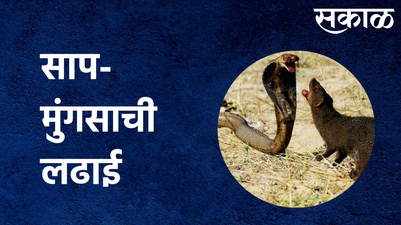 Snake-Mongoose Fight Viral Video :  साप-मुंगसाची ही लढाई पाहिलीत का ? Maharashtra | Sakal Media |