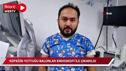 Köpeğin yuttuğu balonlar endoskopi yöntemiyle çıkartıldı