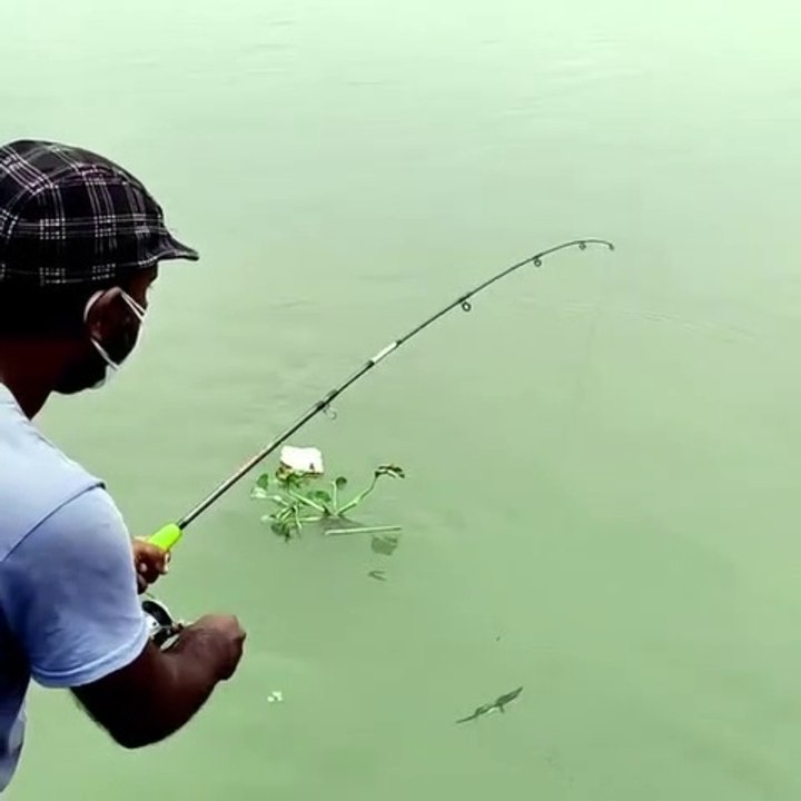 Catch Fish on pond amazing video