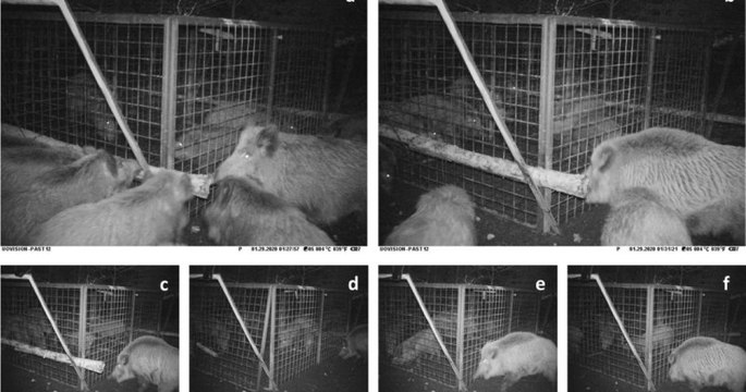 Des sangliers ont sauvé deux de leurs congénères bloqués dans une cage, un comportement jamais vu