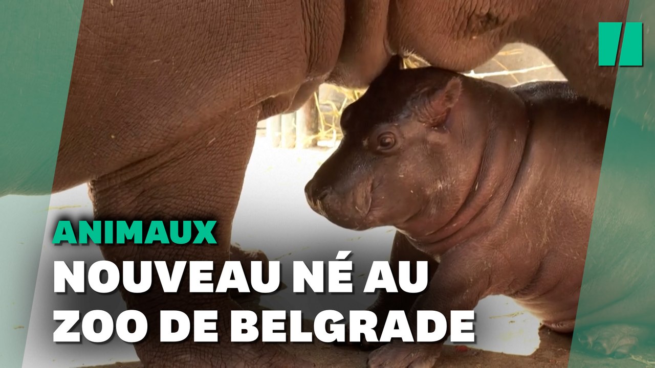 Naissance inattendue d'un bébé hippopotame au zoo de Belgrade