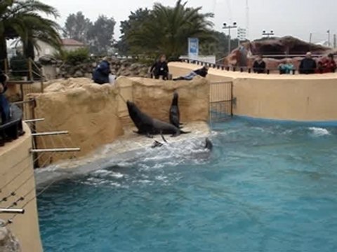 Les otaries à Marineland