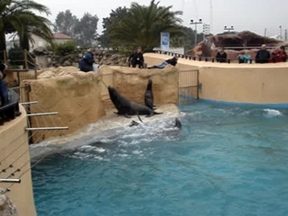 Les otaries à Marineland