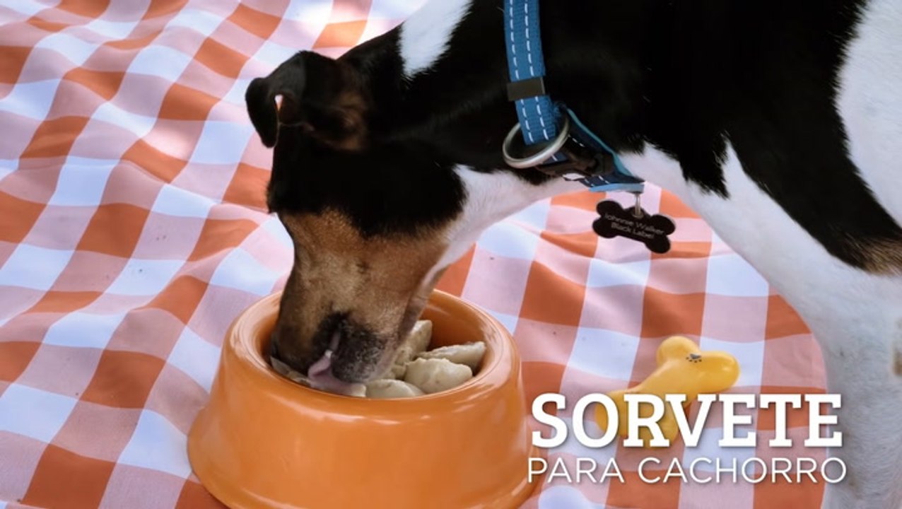 Sorvete para cachorro — Receitas TudoGostoso
