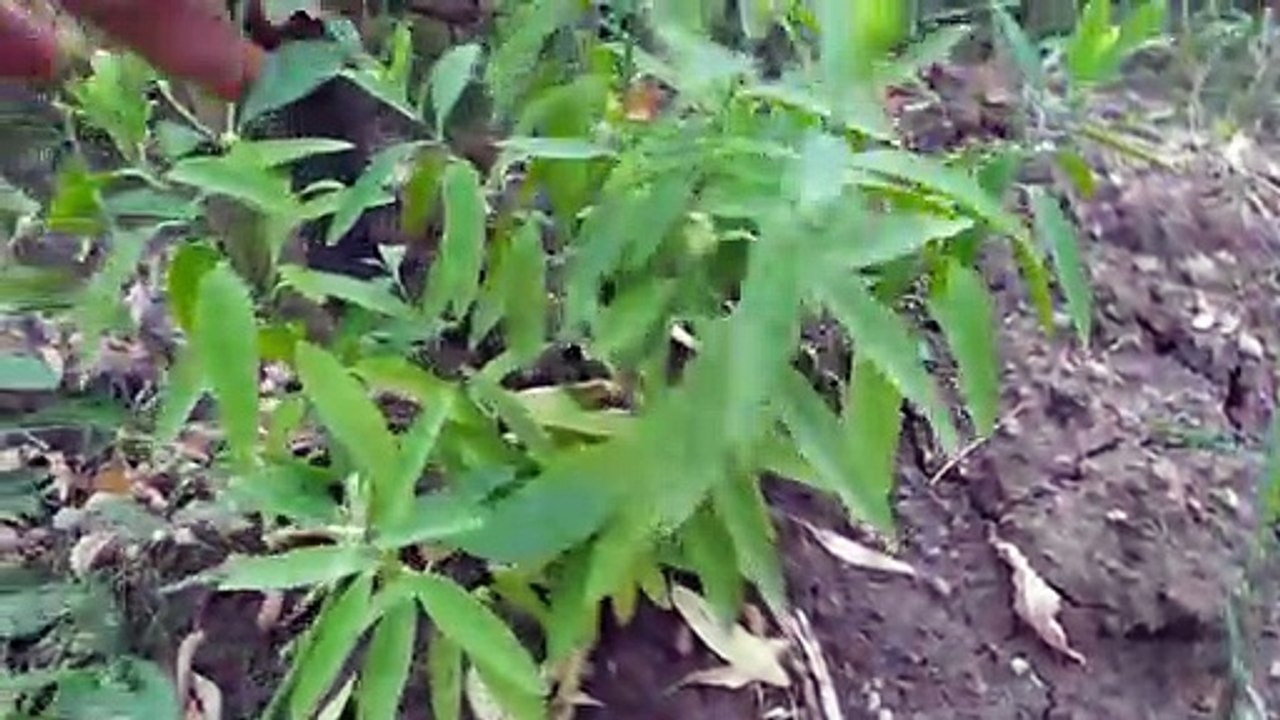 sandalwood farming/चंदन कि  खेती/चंदन का पौधा क्यो सूख गया फुल जानकारी