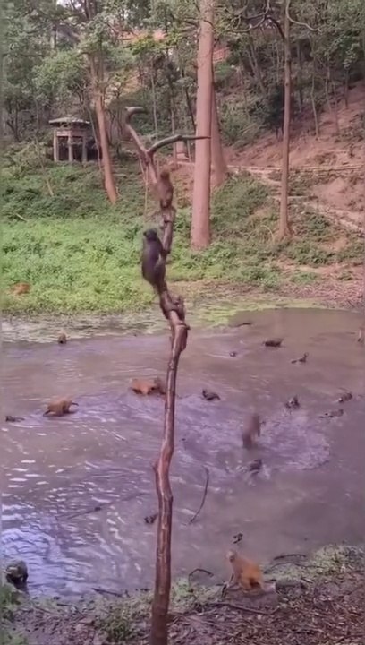 Les singes sautent dans la rivière 1 par 1