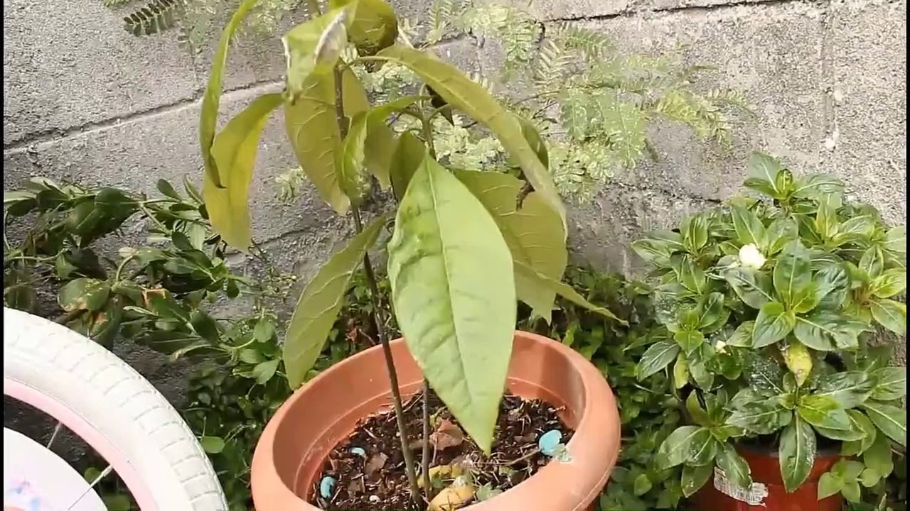 Mi jardín enero 2020