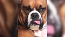 Les plus drôles Chiens et chats - Essayez de ne pas rire - Best Of 2021 Vidéos Funny Animal