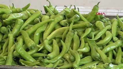 RUSYA'NIN DOMATES VE BİBER İTHALATINA KISITLAMAYI KALDIRMASI ANTALYALI ÜRETİCİYİ SEVİNDİRDİ