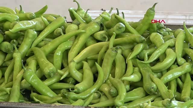 RUSYA'NIN DOMATES VE BİBER İTHALATINA KISITLAMAYI KALDIRMASI ANTALYALI ÜRETİCİYİ SEVİNDİRDİ