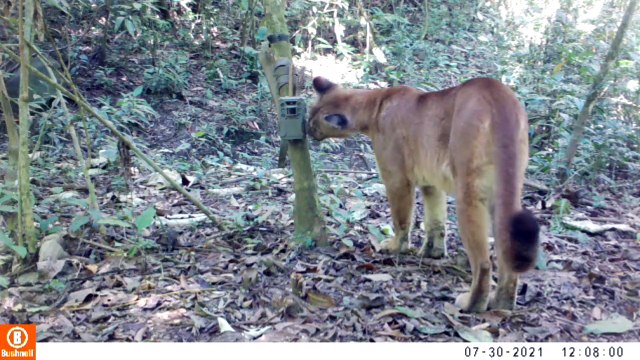 Animais silvestres em Brumadinho