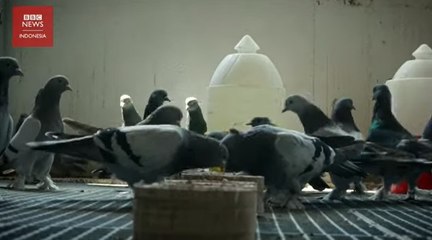 Merpati yang kembali populer di Turki_ 'Ini adalah hal yang menyatukan kami'