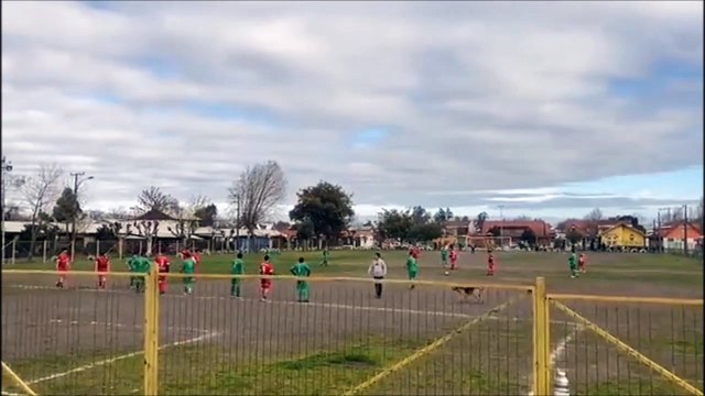 Un chien marque un but magnifique... bon joueur de foot