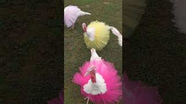 Turkeys in Tutus